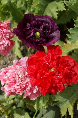 Picture of Papaver Somniferum - Double Mixed
